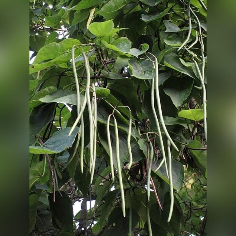 Катальпа бигнониевидная стручки