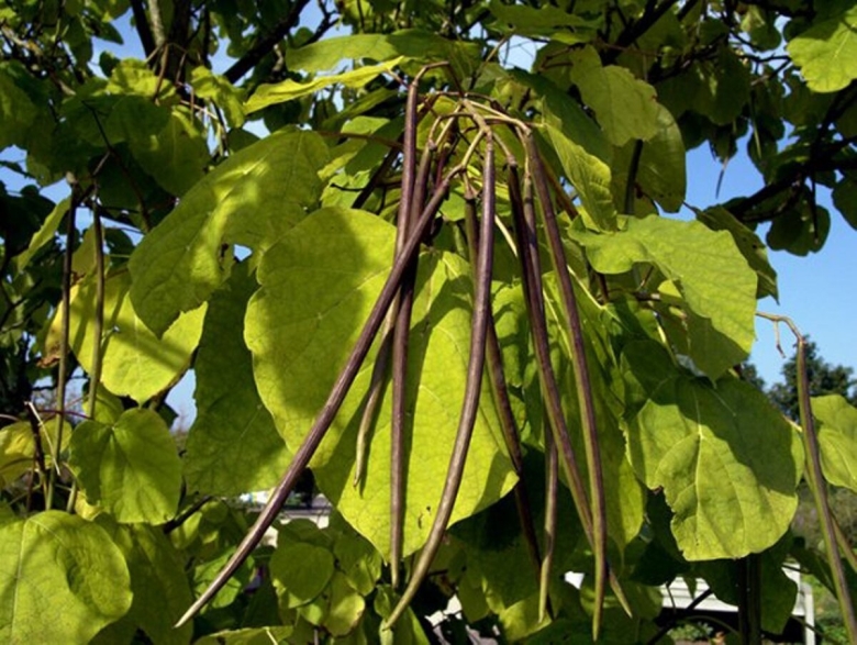 Катальпа бигнониевидная стручки