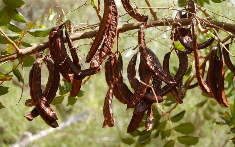 Цератония стручковая рожковое дерево