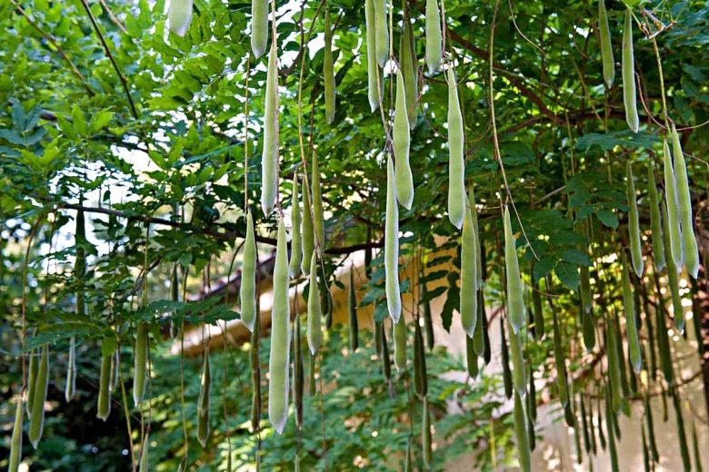 Глициния китайская стручки