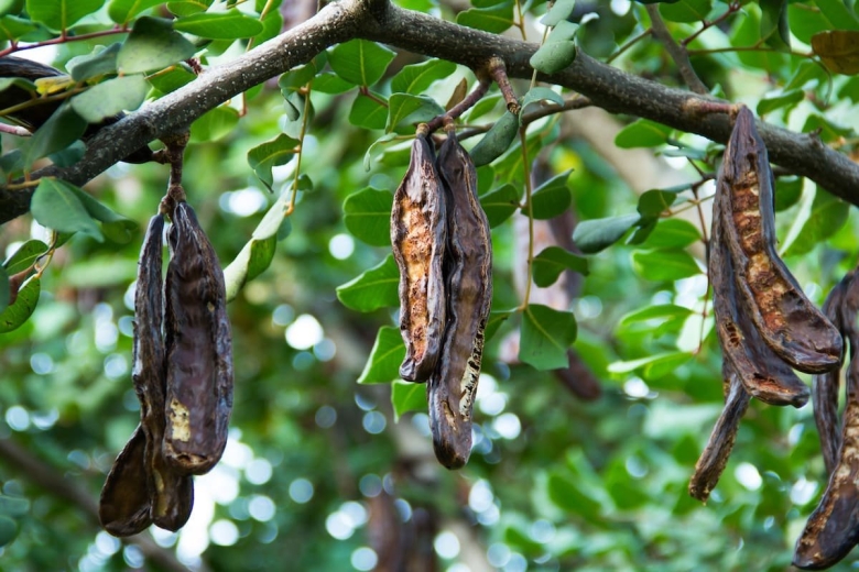 Цератония стручковая рожковое дерево