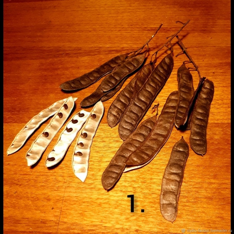 Стручки от акации