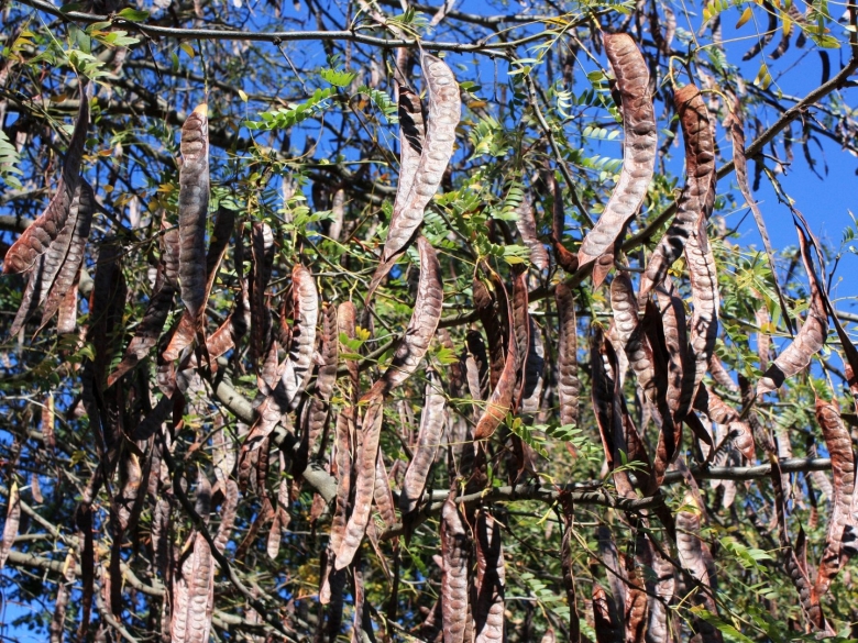 Акация гледичия древесина