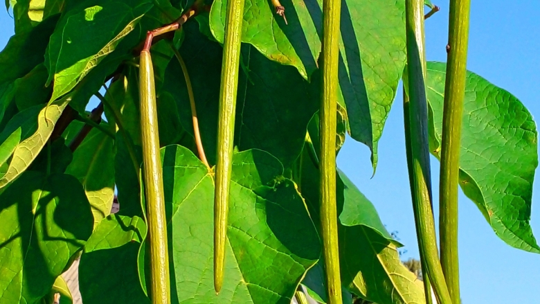 Катальпа бигнониевидная стручки