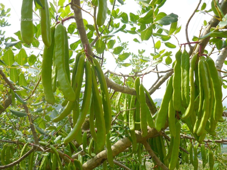 Цератония рожковое дерево