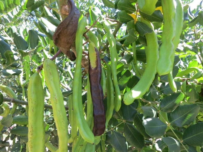 Цареградские стручки