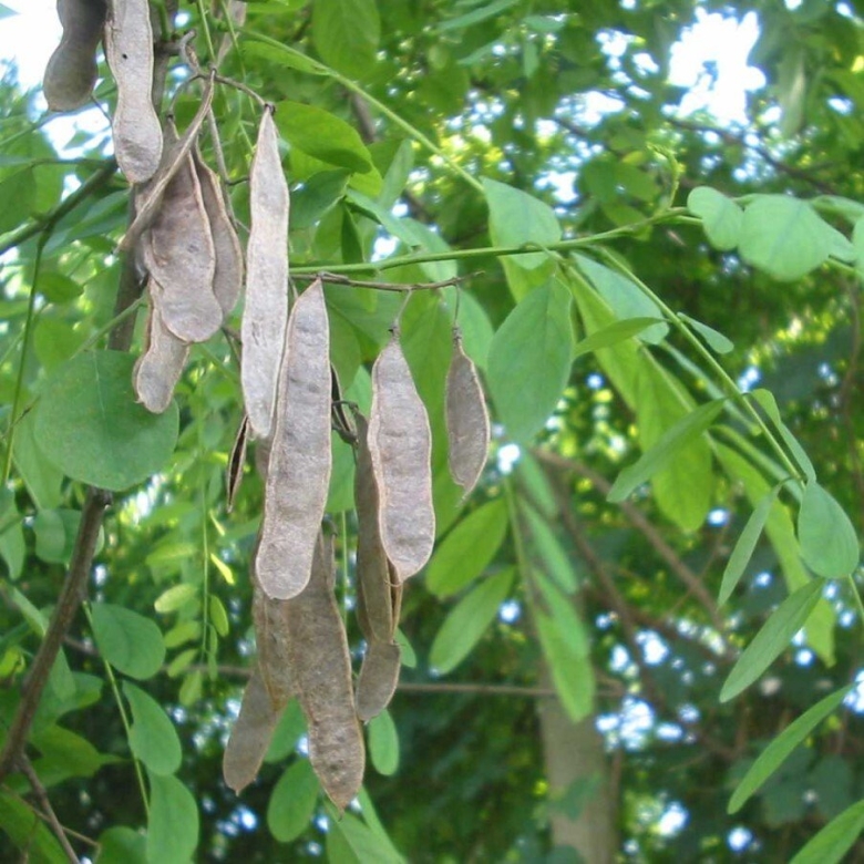 Робиния псевдоакация