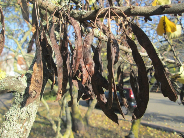 Церцис Европейский листья