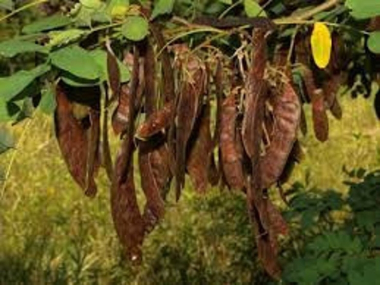 Робиния псевдоакация стручки