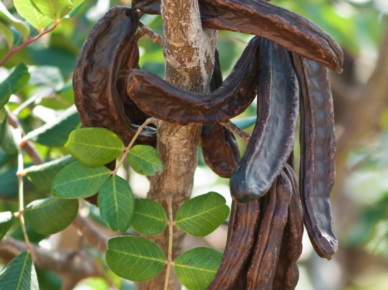 Кэроб рожковое дерево