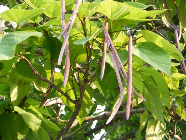 Катальпа дарахти