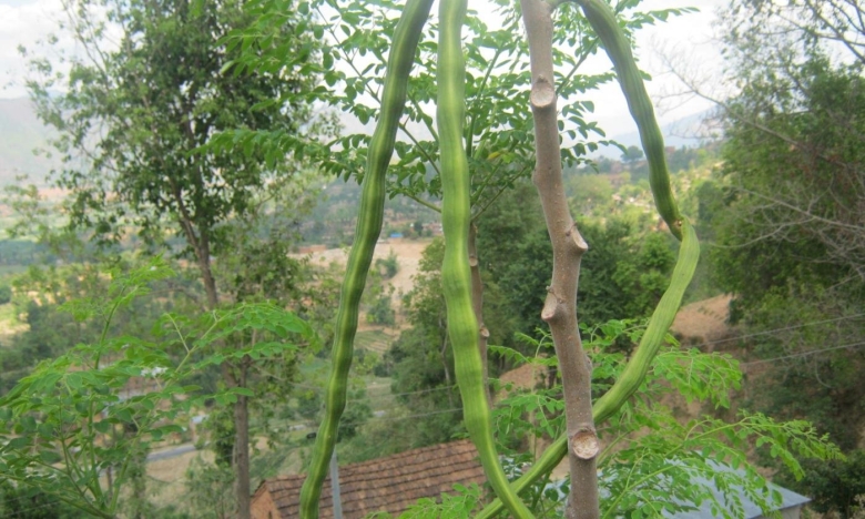 Moringa oleifera