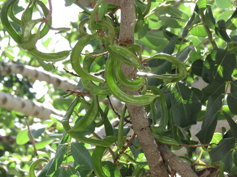 Плод рожкового дерева