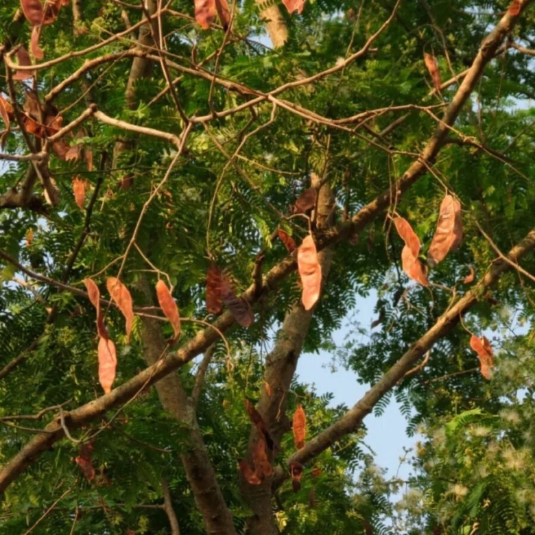 Дерево с красными стручками