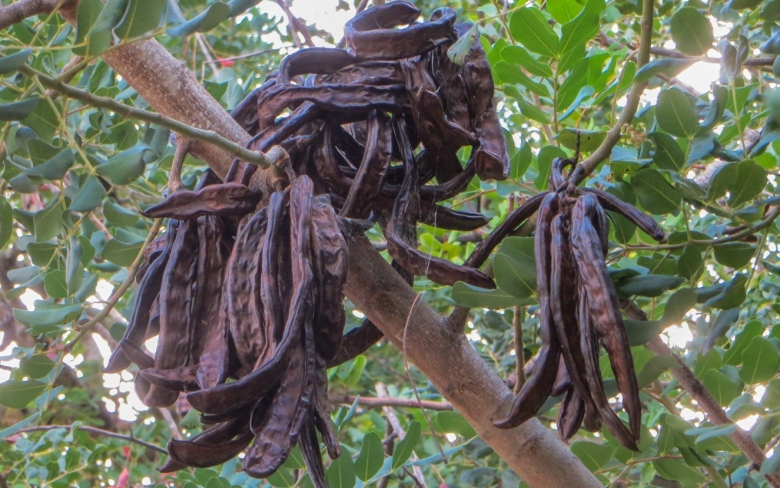 Цератония стручковая