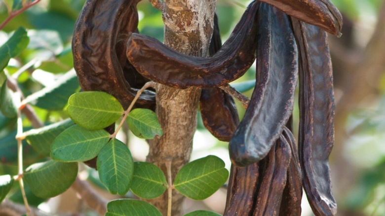 Цератония стручковая рожковое дерево