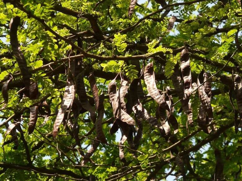 Рожковое дерево плоды