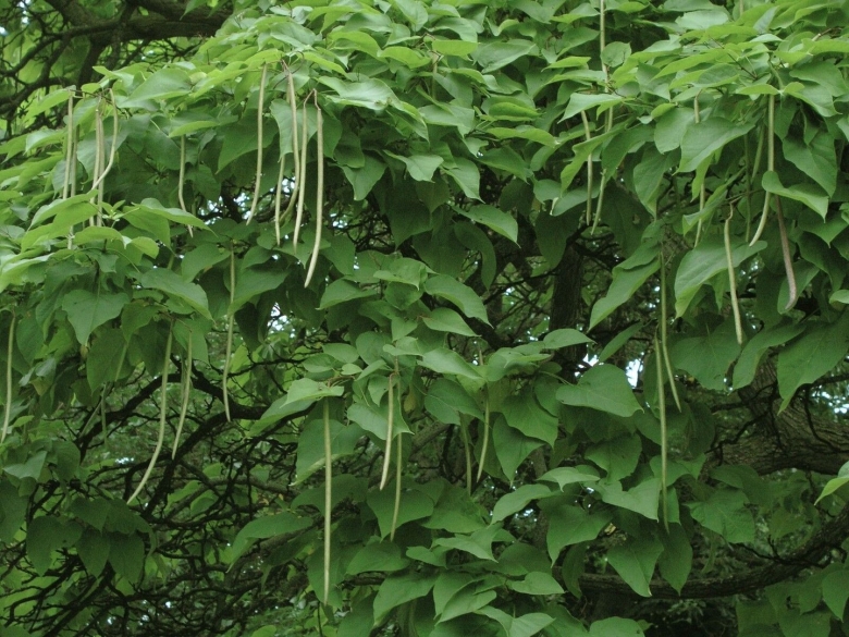 Катальпа дарахти