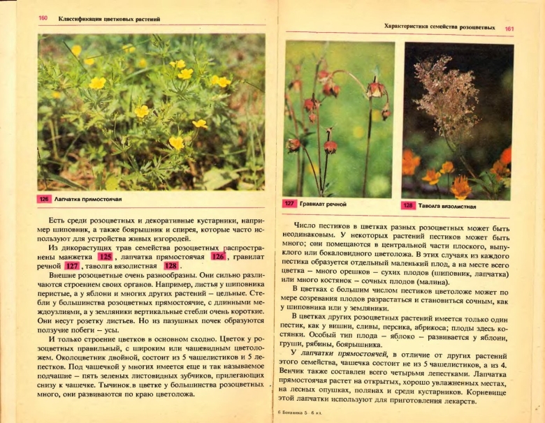 Лапчатка прямостоячая из семейства розоцветных