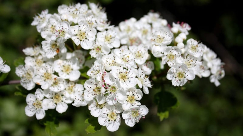 Боярышник однопестичный Вариегата