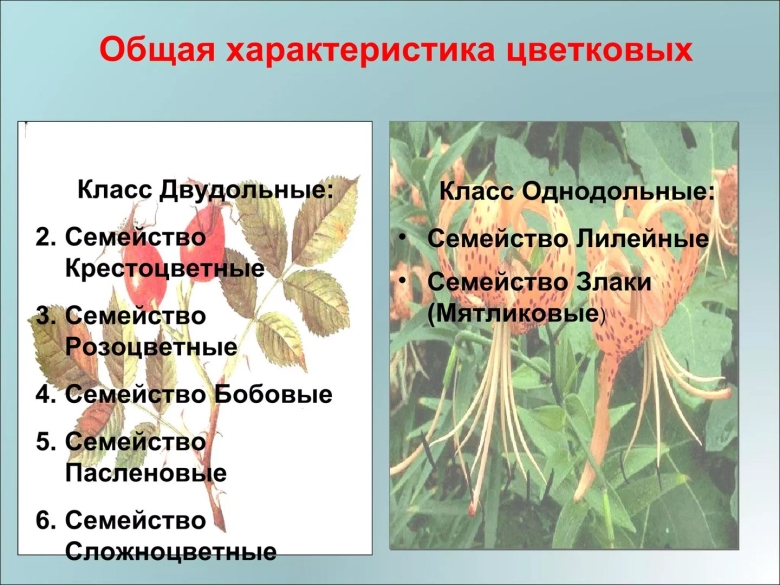 Характеристика семейства крестоцветные