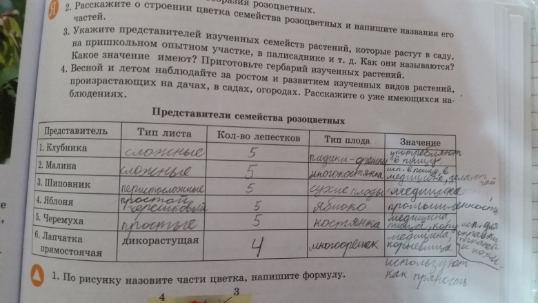 Заполните таблицу растения семейства розоцветные