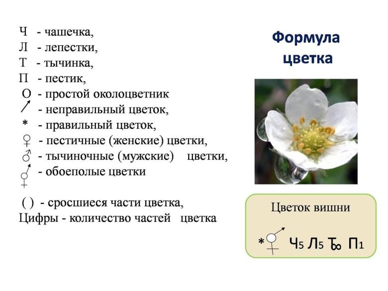 Формулы цветков