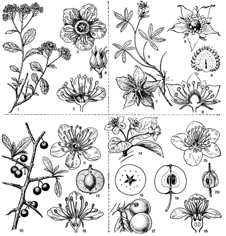 Подсемейство Спирейные