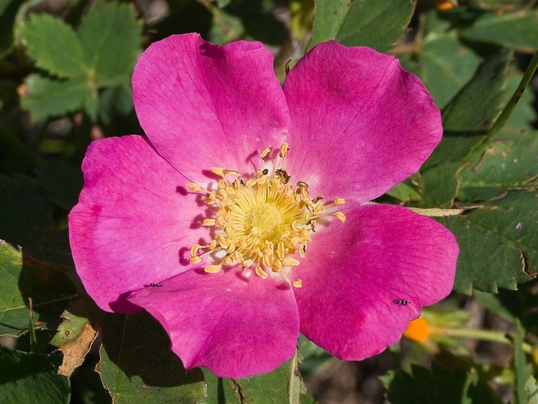 Шиповник Rosaceae