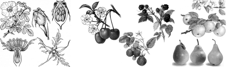 Семейство Розоцветные шиповник