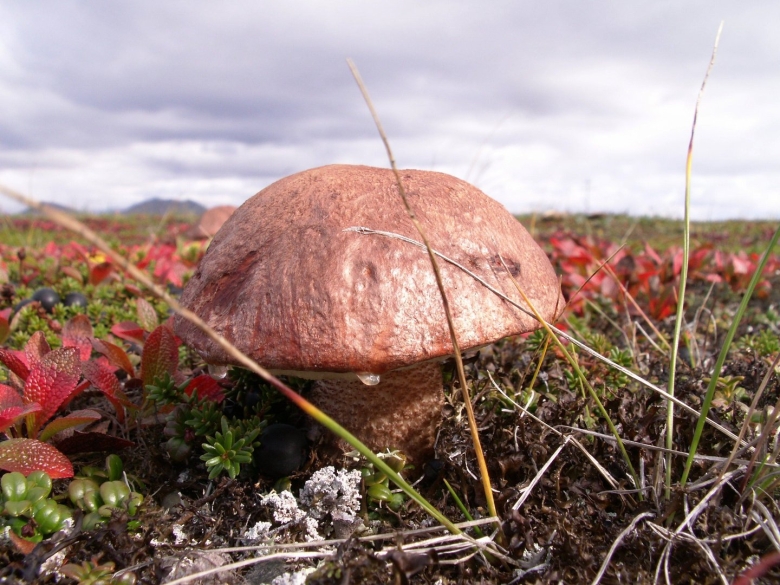Чукотка тундра грибы
