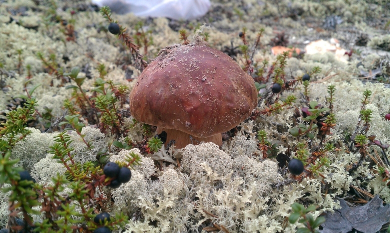 Белый гриб в тундре