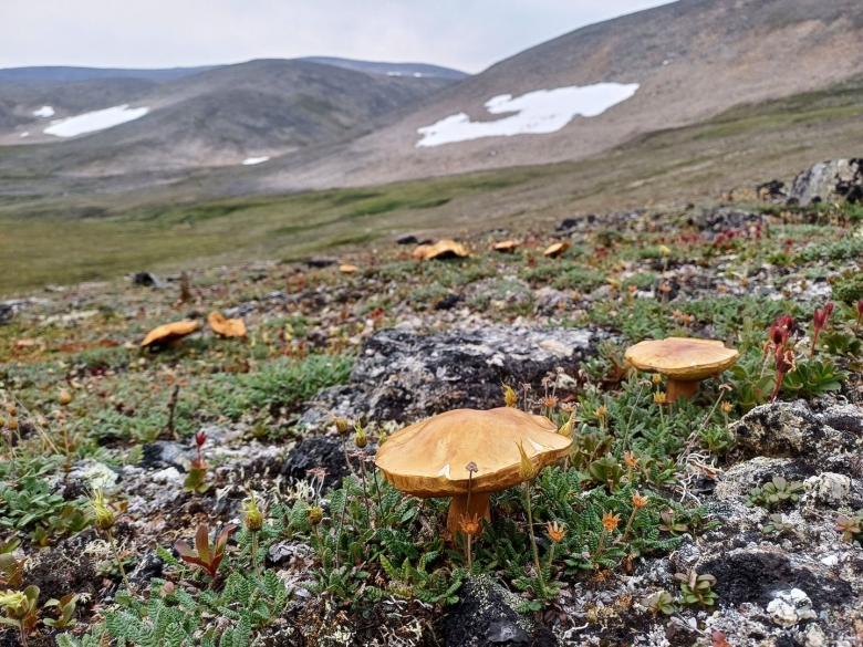 Белые грибы на командорских островах