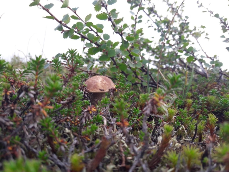 Карликовые деревья в тундре