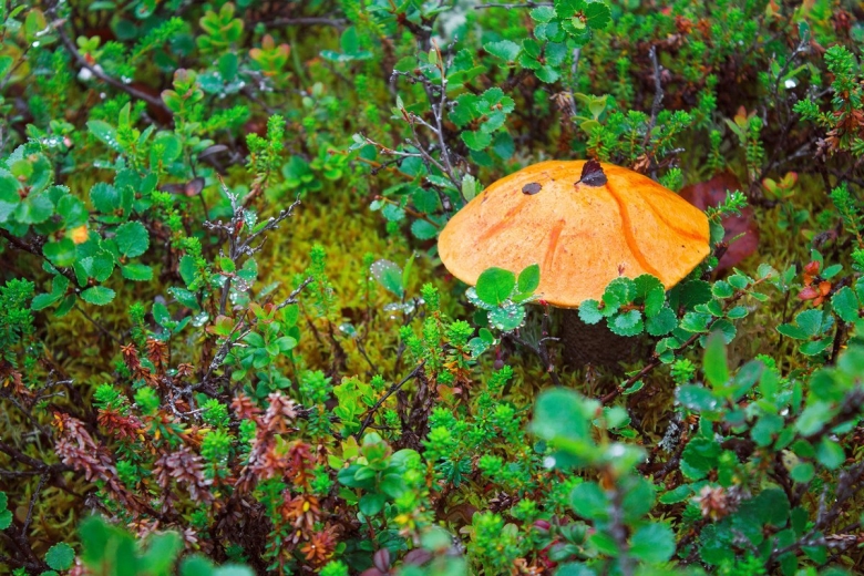 Грибы Кольского полуострова