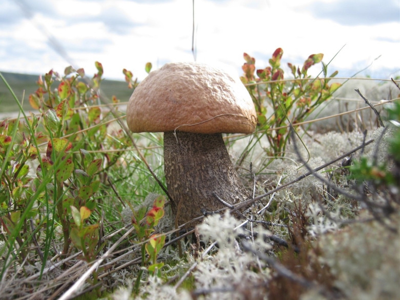 Грибы Кольского полуострова