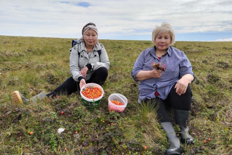 Сбор грибов и ягод