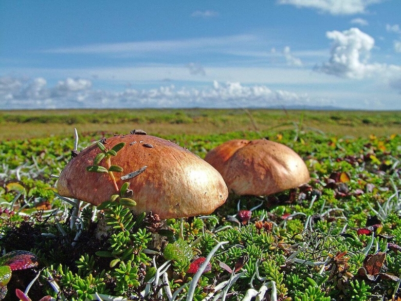 Командорские острова грибы на островах