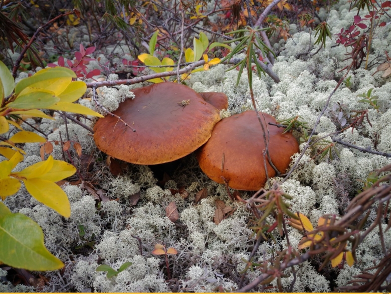 Таймырский заповедник Морошка