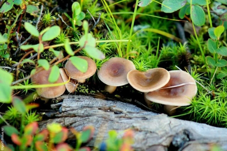 Опята Таймыр