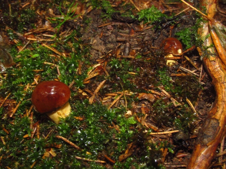 Грибы на Командорских островах