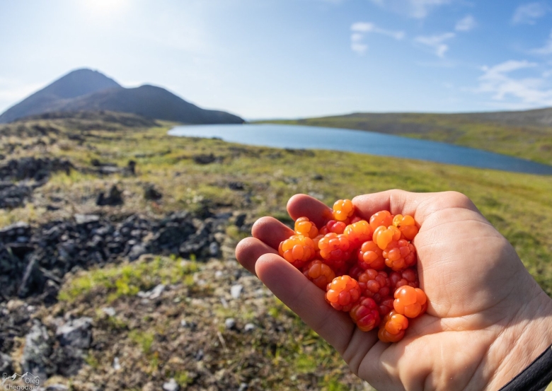 Тундровая Морошка