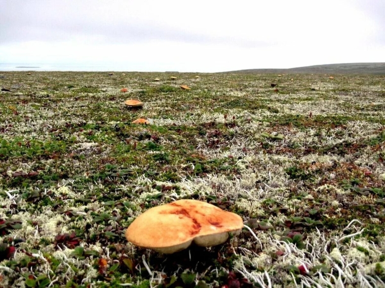 Белые грибы на Командорских островах