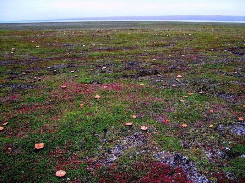 Грибы в тундре Мурманск
