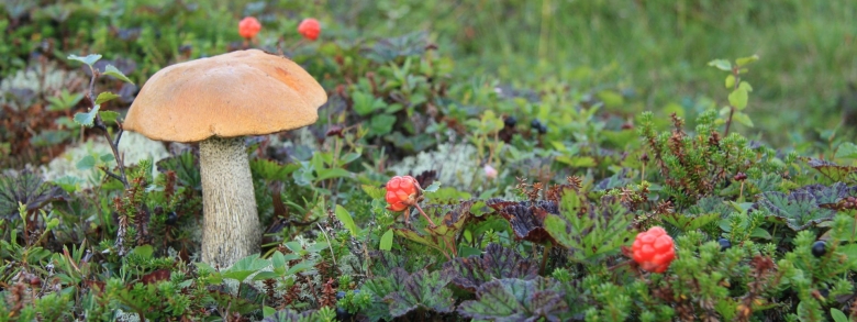 Морошка в Карелии