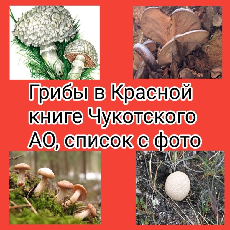 Гриб в красной книге