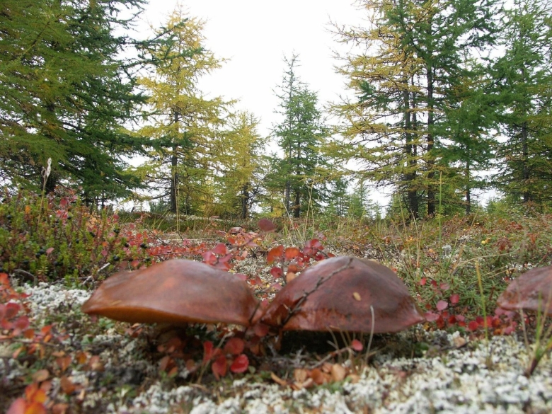 Кольский полуостров грибы и ягоды