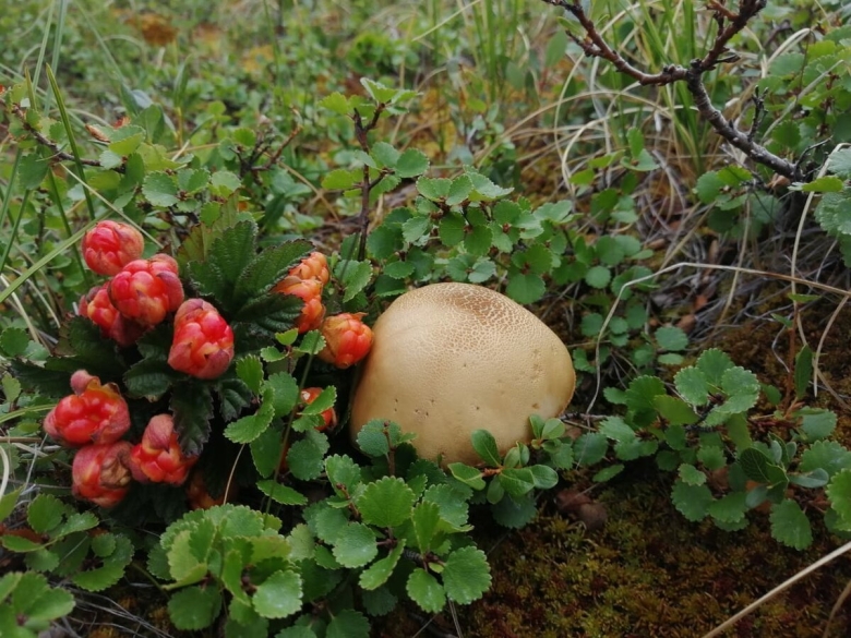 Командорские грибы