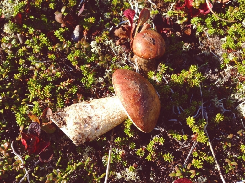 Боровик гриб