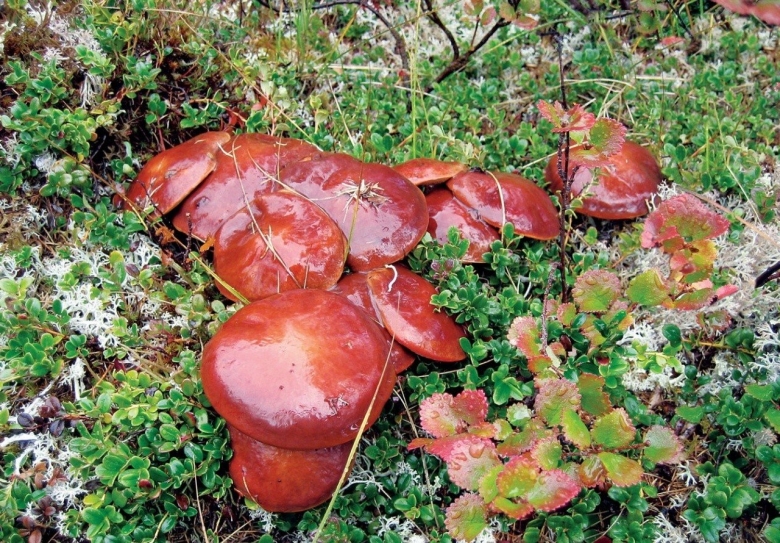 Маслята Магаданской области